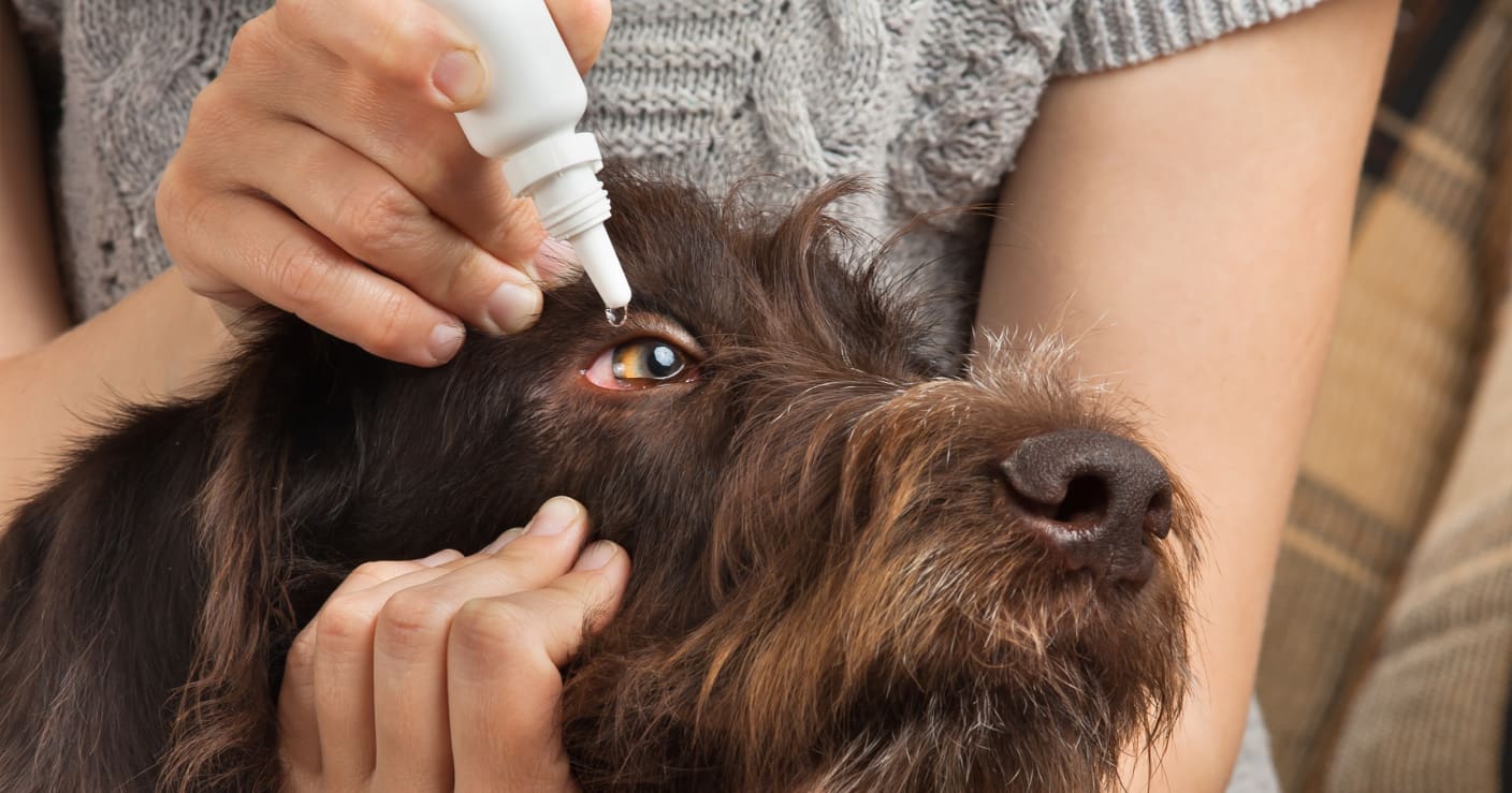 Doggie Eye Drops to Effectively Treat Canine Eye Conditions 1800