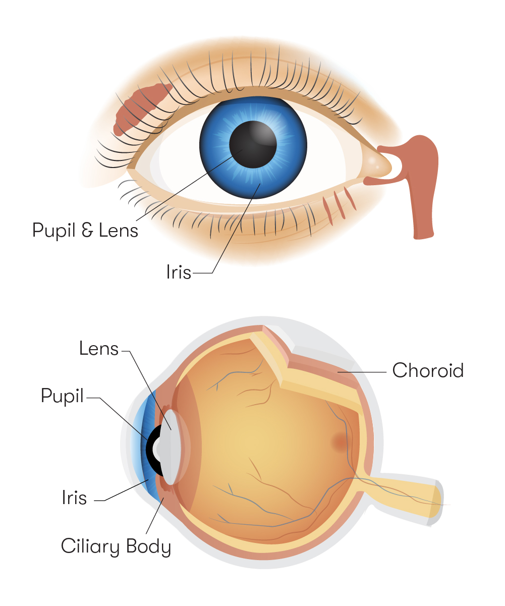 Parts of the Eye 1800 Contacts